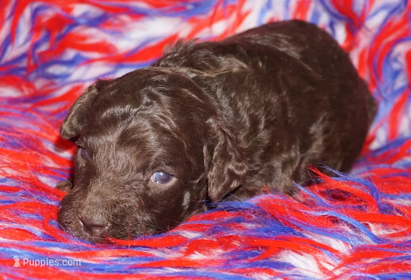 brown – Labradoodle puppy for sale in La Habra, CA