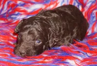 SALE brown, a male Labradoodle for sale in La Habra, CA – 3 of 5