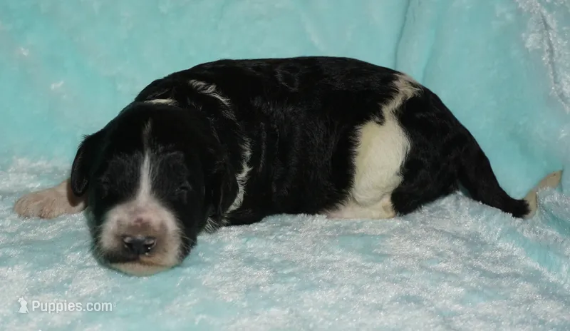 black parti girl – Labradoodle puppy for sale in La Habra, CA