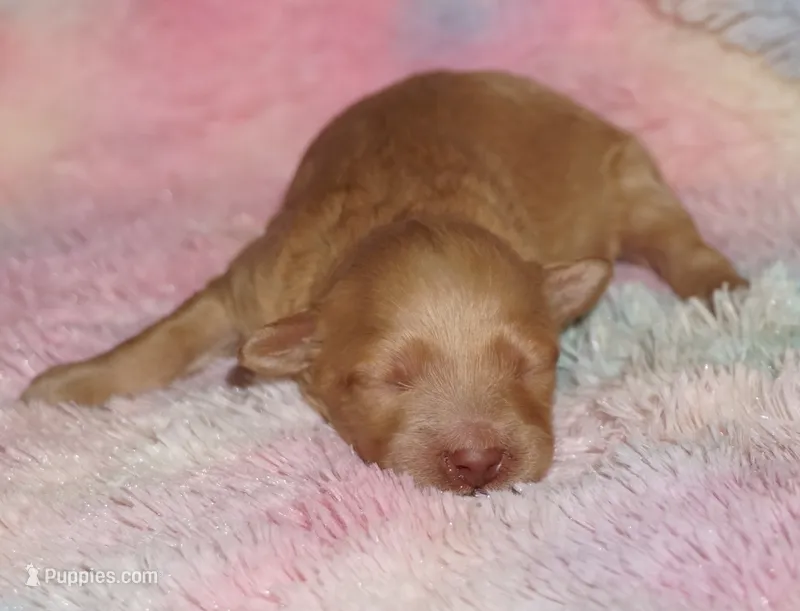 apricot girl – Labradoodle puppy for sale in La Habra, CA