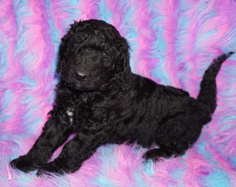 black boy – Labradoodle puppy for sale in La Habra, CA