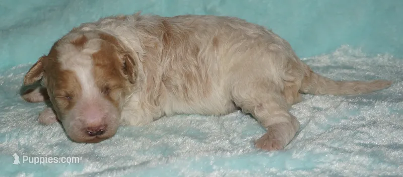 parti medium size – Labradoodle puppy for sale in La Habra, CA