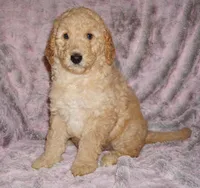 SALE APRICOT GIRL, a female Labradoodle for sale in La Habra, CA – Photo 3 of 7