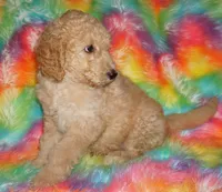 SALE APRICOT GIRL, a female Labradoodle for sale in La Habra, CA – Photo 6 of 7