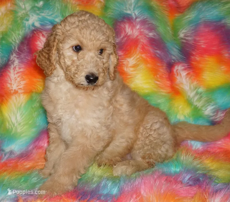 SALE APRICOT GIRL, a female Labradoodle for sale in La Habra, CA – Photo 1 of 7