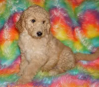 SALE APRICOT GIRL, a female Labradoodle for sale in La Habra, CA – Photo 1 of 7