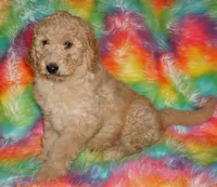 SALE APRICOT GIRL, a female Labradoodle for sale in La Habra, CA – Photo 5 of 7