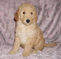 SALE APRICOT GIRL, a female Labradoodle for sale in La Habra, CA – Photo 2 of 7