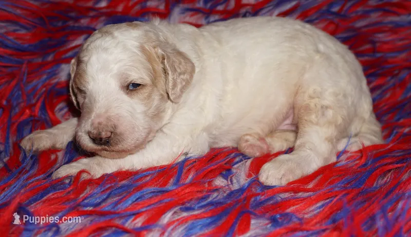 parti boy – Labradoodle puppy for sale in La Habra, CA