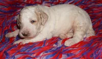 SALE parti boy, a male Labradoodle for sale in La Habra, CA – 3 of 5