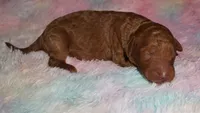 red girl 1, a female Labradoodle for sale in La Habra, CA – 1 of 1