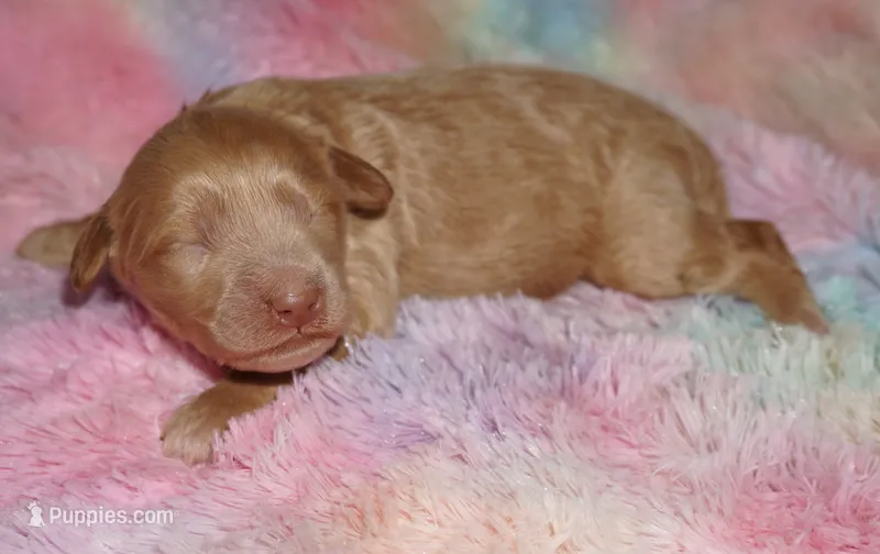 apricot boy – Labradoodle puppy for sale in La Habra, CA