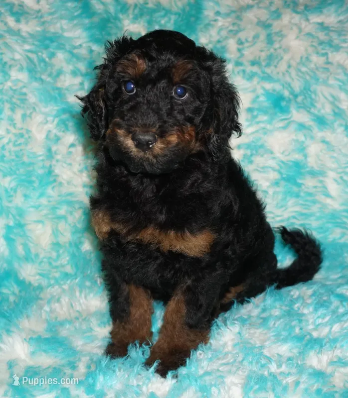 SALE-phantom – Labradoodle puppy for sale in La Habra, CA