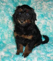 SALE-phantom, a female Labradoodle for sale in La Habra, CA – 2 of 3