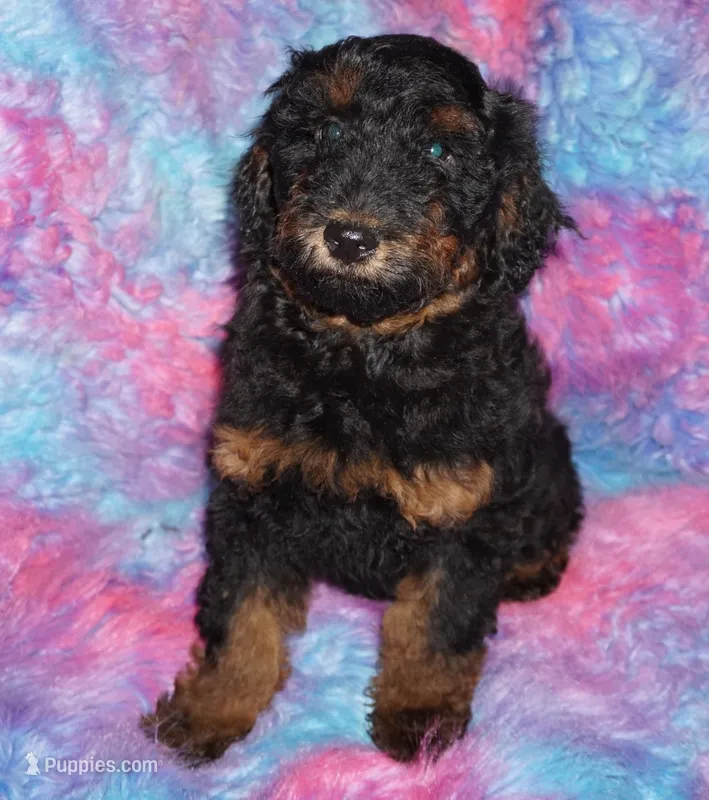 SALE-phantom – Labradoodle puppy for sale in La Habra, CA