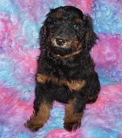 SALE-phantom, a female Labradoodle for sale in La Habra, CA – 1 of 3