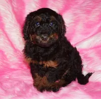 SALE-phantom, a female Labradoodle for sale in La Habra, CA – 3 of 3