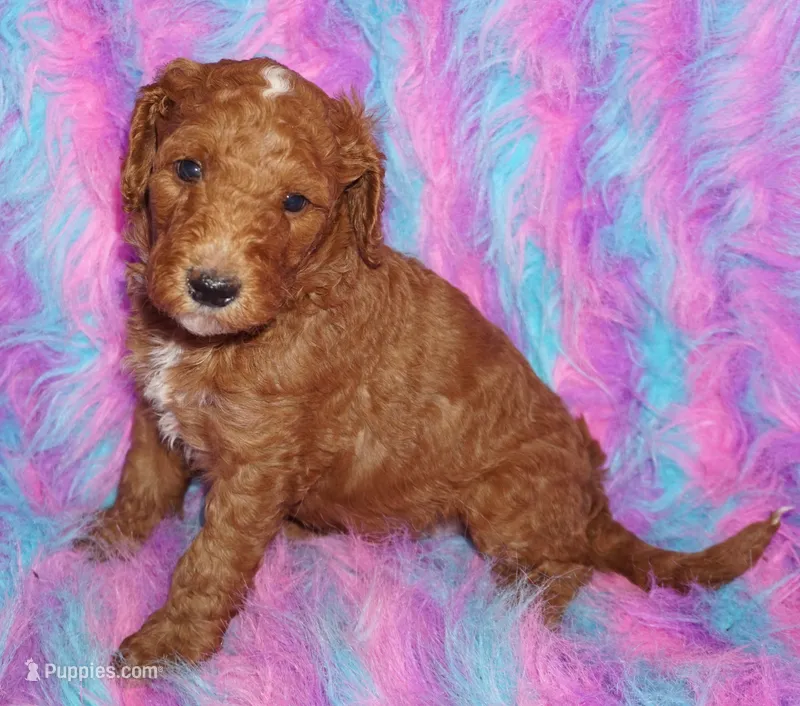 red tuxedo  girl – Labradoodle puppy for sale in La Habra, CA