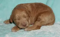 apricot boy, a male Labradoodle for sale in La Habra, CA – 4 of 5