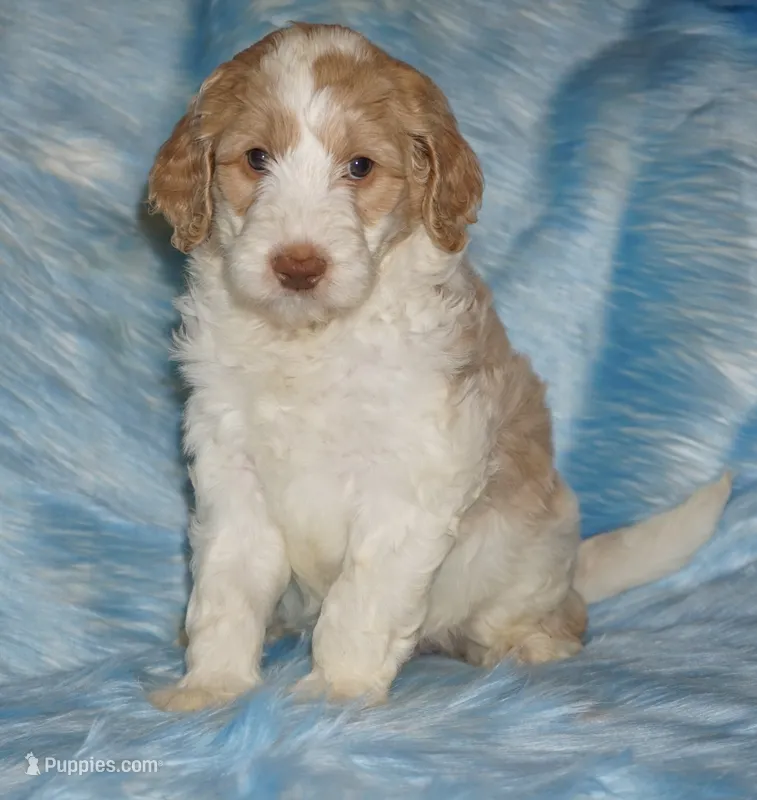 SALE parti girl – Labradoodle puppy for sale in La Habra, CA