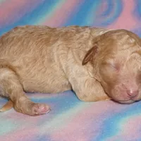 SALE light ap 2, a female Labradoodle for sale in La Habra, CA – Photo 2 of 2