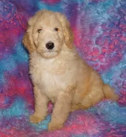 SALE light ap 2, a female Labradoodle for sale in La Habra, CA – Photo 1 of 9