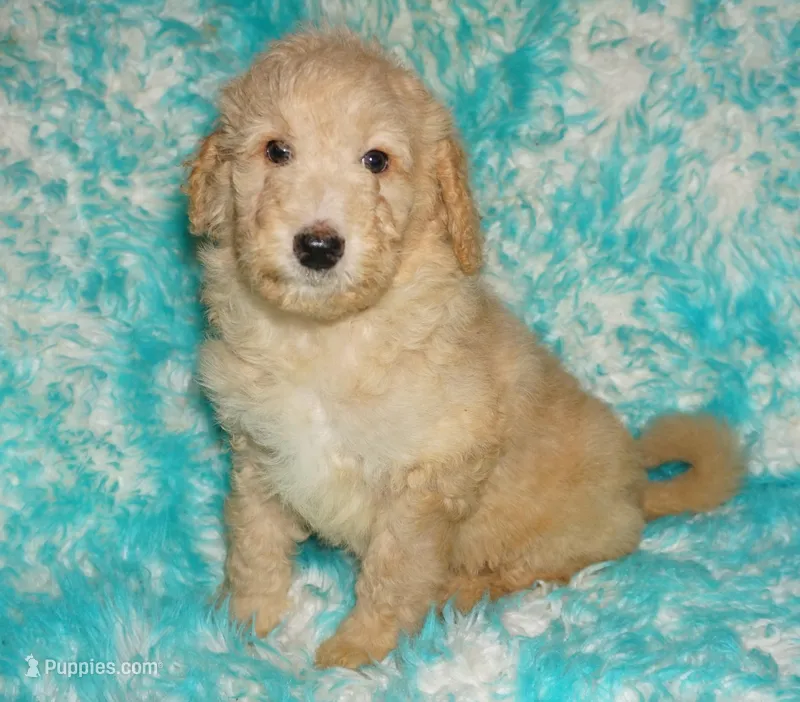 SALE light ap 2 – Labradoodle puppy for sale in La Habra, CA