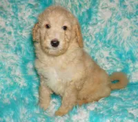 SALE light ap 2, a female Labradoodle for sale in La Habra, CA – Photo 2 of 9