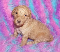 SALE light ap 2, a female Labradoodle for sale in La Habra, CA – Photo 7 of 9