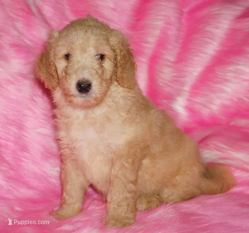 SALE light ap 2 – Labradoodle puppy for sale in La Habra, CA