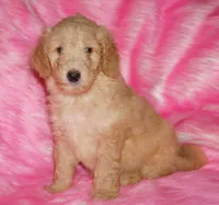 SALE light ap 2, a female Labradoodle for sale in La Habra, CA – Photo 3 of 9