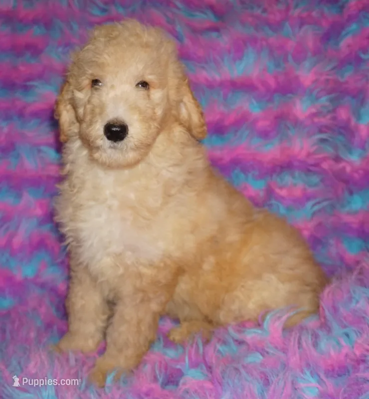 SALE light ap 2 – Labradoodle puppy for sale in La Habra, CA