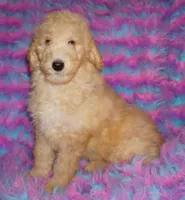 SALE light ap 2, a female Labradoodle for sale in La Habra, CA – 1 of 10