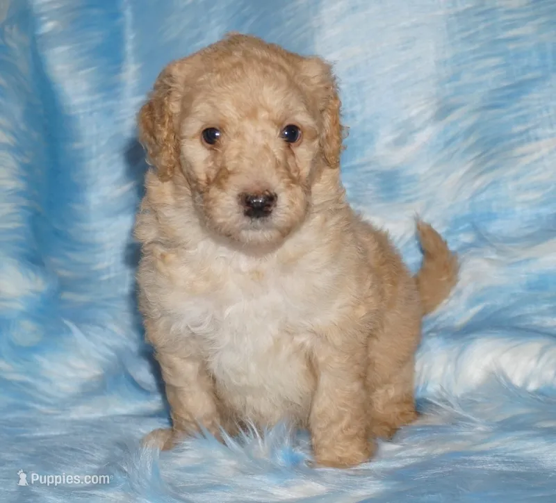 SALE light ap 2 – Labradoodle puppy for sale in La Habra, CA