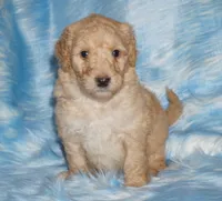 SALE light ap 2, a female Labradoodle for sale in La Habra, CA – Photo 5 of 9
