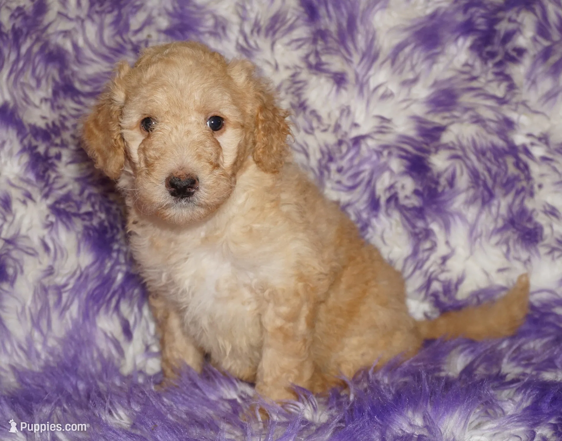 SALE light ap 2 – Labradoodle puppy for sale in La Habra, CA