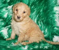 SALE light ap 2, a female Labradoodle for sale in La Habra, CA – Photo 6 of 9