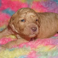 SALE light ap 2, a female Labradoodle for sale in La Habra, CA – Photo 1 of 2