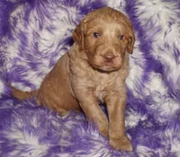 apricot boy, a male Labradoodle for sale in La Habra, CA – 2 of 5