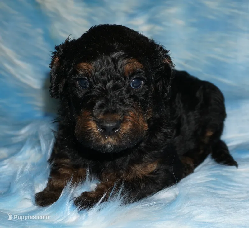 medium multigen phantom – Labradoodle puppy for sale in La Habra, CA