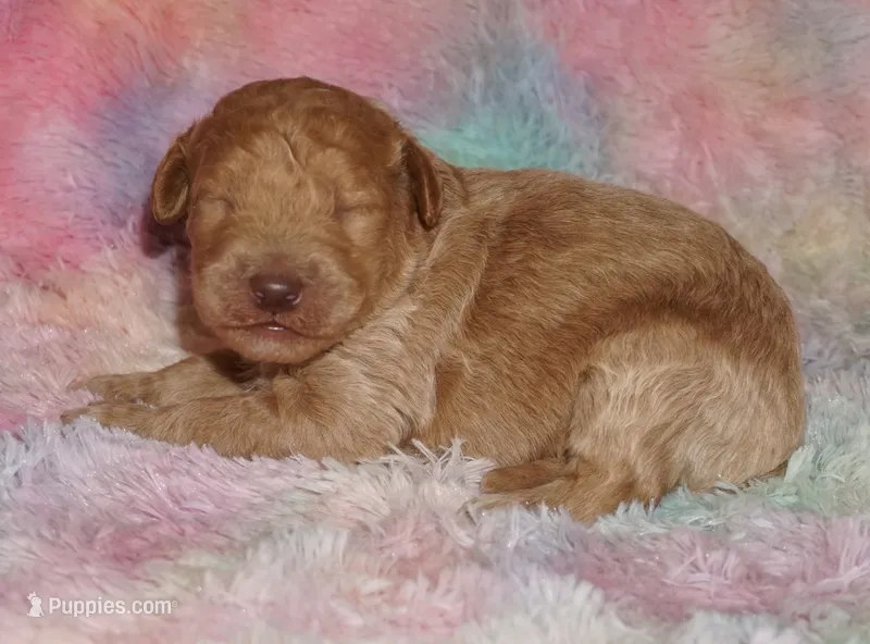 medium multigen apricot 3 – Labradoodle puppy for sale in La Habra, CA