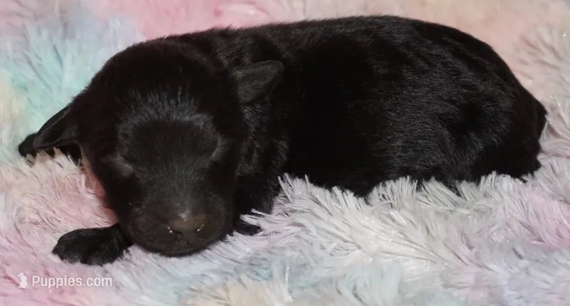 black 3 – Labradoodle puppy for sale in La Habra, CA