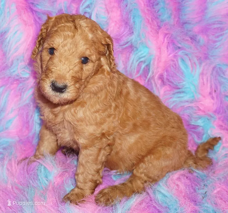 SALE red girl 1 – Labradoodle puppy for sale in La Habra, CA