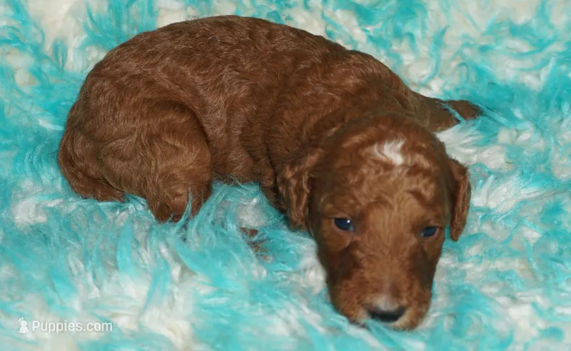 red tuxedo  girl – Labradoodle puppy for sale in La Habra, CA