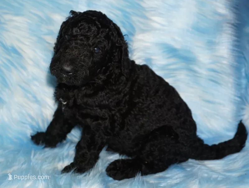 black boy – Labradoodle puppy for sale in La Habra, CA