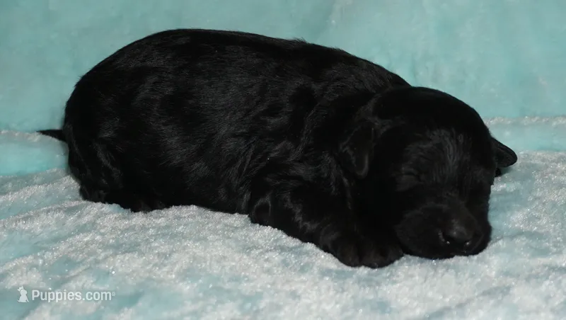 black 1 – Labradoodle puppy for sale in La Habra, CA