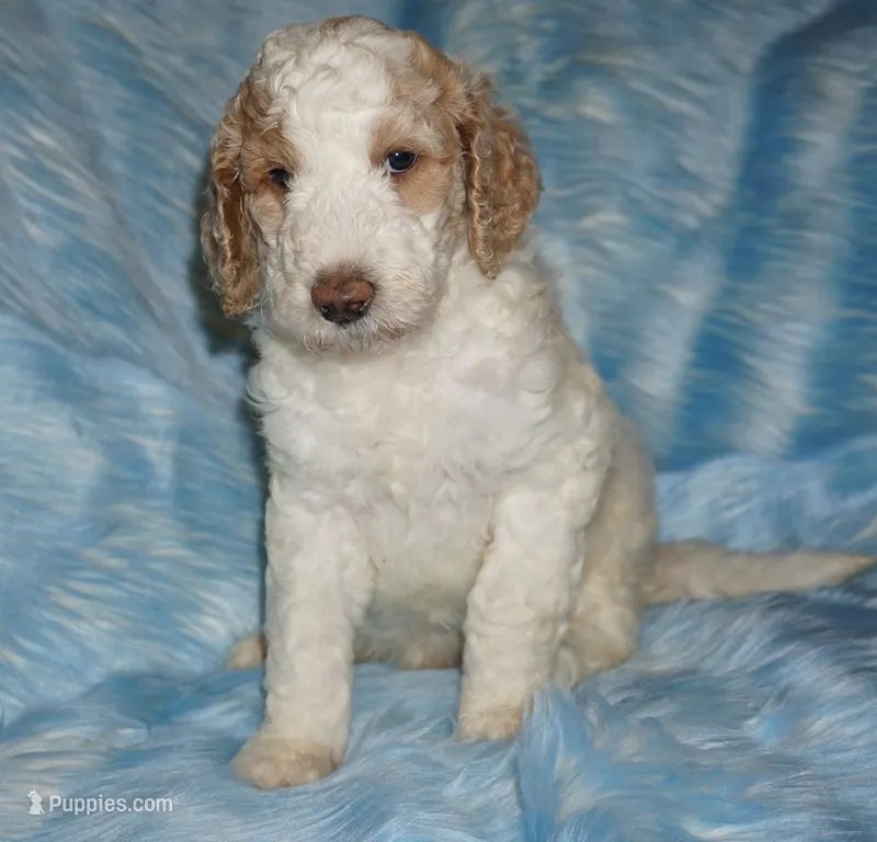 SALE parti boy – Labradoodle puppy for sale in La Habra, CA