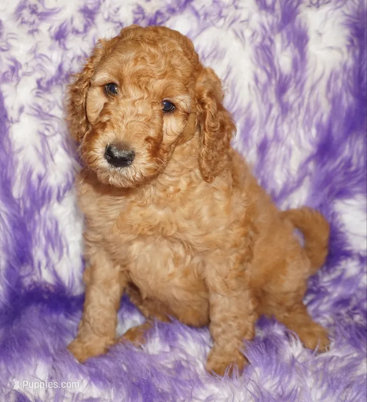 SALE red girl 2 – Labradoodle puppy for sale in La Habra, CA