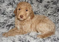 SALE-medium multigen apricot, a female Labradoodle for sale in La Habra, CA – 7 of 7