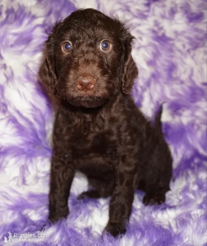 SALE medium multigen chocolate – Labradoodle puppy for sale in La Habra, CA
